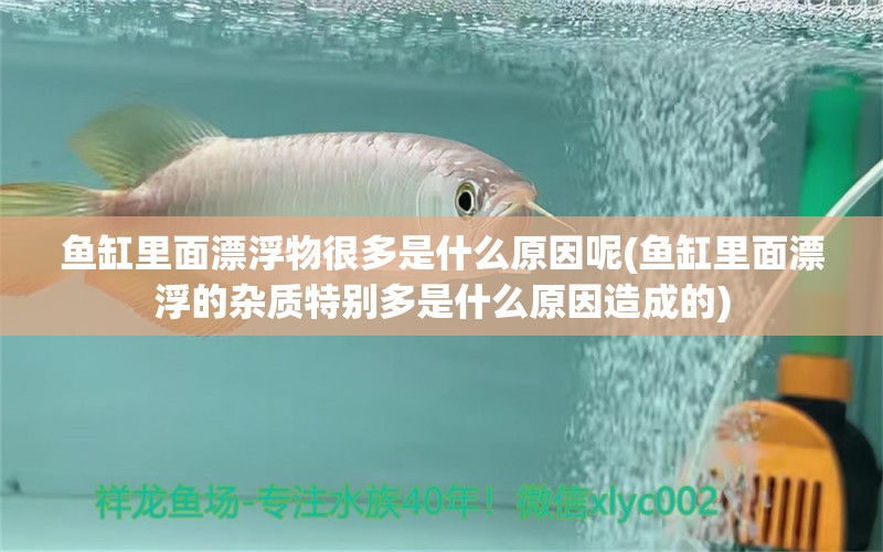 魚缸里面漂浮物很多是什么原因呢(魚缸里面漂浮的雜質(zhì)特別多是什么原因造成的) 泰國虎魚 第1張