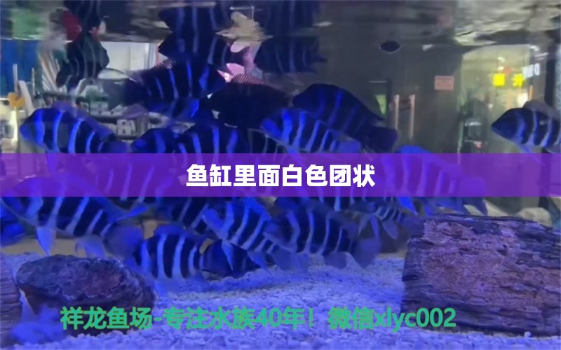 魚缸里面白色團狀