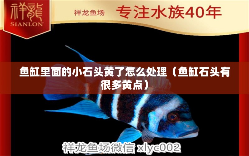 魚(yú)缸里面的小石頭黃了怎么處理（魚(yú)缸石頭有很多黃點(diǎn)） 國(guó)產(chǎn)元寶鳳凰魚(yú)