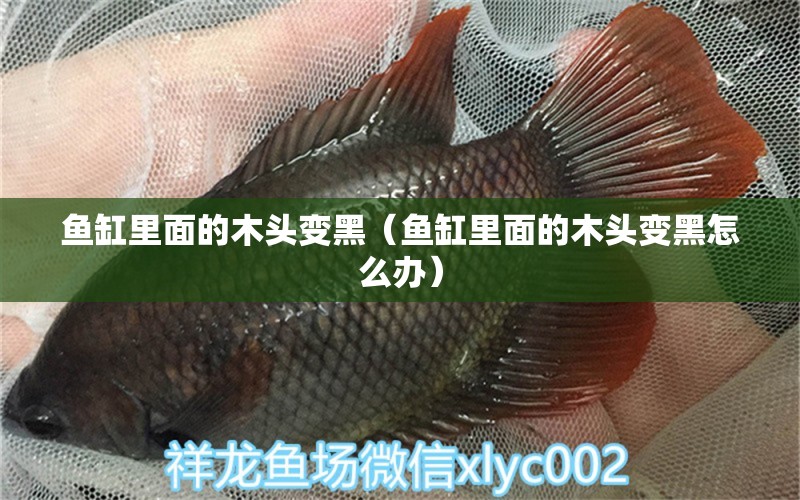 魚缸里面的木頭變黑（魚缸里面的木頭變黑怎么辦） 其他品牌魚缸