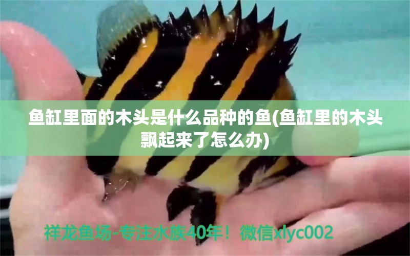 魚缸里面的木頭是什么品種的魚(魚缸里的木頭飄起來了怎么辦) 赤焰中國虎魚 第1張