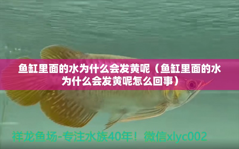 魚缸里面的水為什么會發(fā)黃呢（魚缸里面的水為什么會發(fā)黃呢怎么回事）