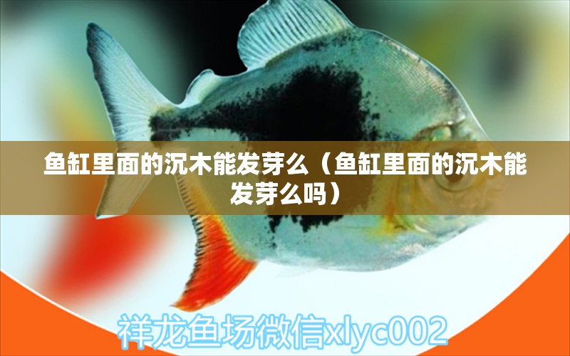 魚(yú)缸里面的沉木能發(fā)芽么（魚(yú)缸里面的沉木能發(fā)芽么嗎） 其他品牌魚(yú)缸