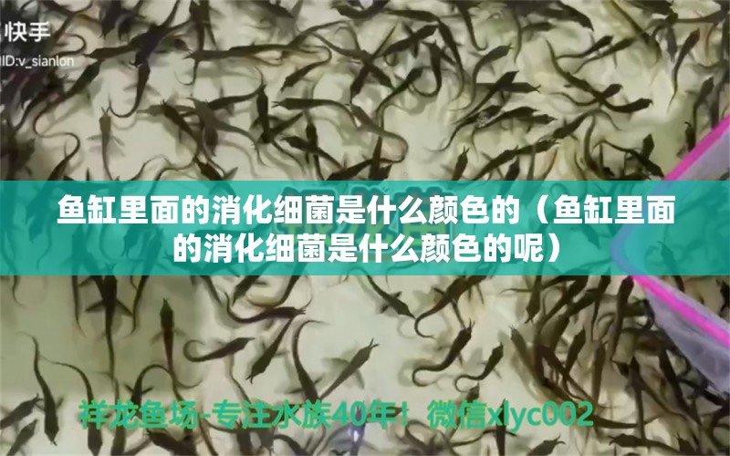 魚缸里面的消化細(xì)菌是什么顏色的（魚缸里面的消化細(xì)菌是什么顏色的呢）