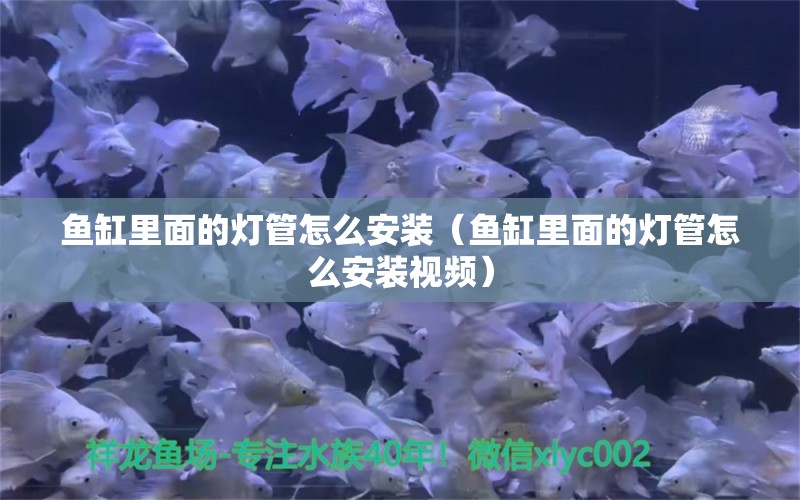 魚缸里面的燈管怎么安裝（魚缸里面的燈管怎么安裝視頻） 胭脂孔雀龍魚