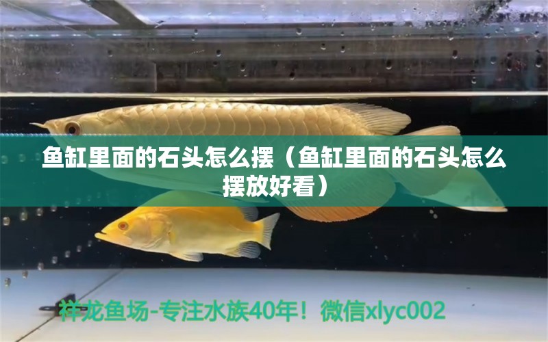 魚缸里面的石頭怎么擺（魚缸里面的石頭怎么擺放好看）