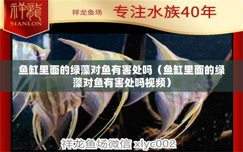 魚(yú)缸里面的綠藻對(duì)魚(yú)有害處嗎（魚(yú)缸里面的綠藻對(duì)魚(yú)有害處嗎視頻） 祥龍水族醫(yī)院