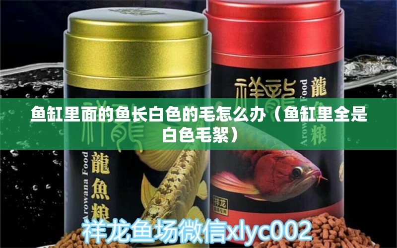 魚缸里面的魚長白色的毛怎么辦（魚缸里全是白色毛絮） 其他品牌魚缸