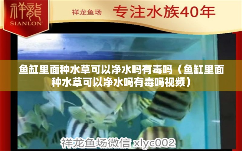 魚缸里面種水草可以凈水嗎有毒嗎（魚缸里面種水草可以凈水嗎有毒嗎視頻） 水草