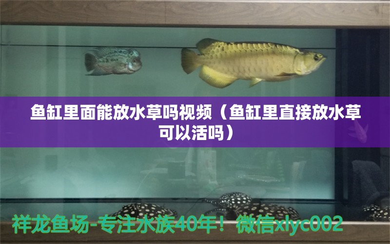 魚缸里面能放水草嗎視頻（魚缸里直接放水草可以活嗎） 水草