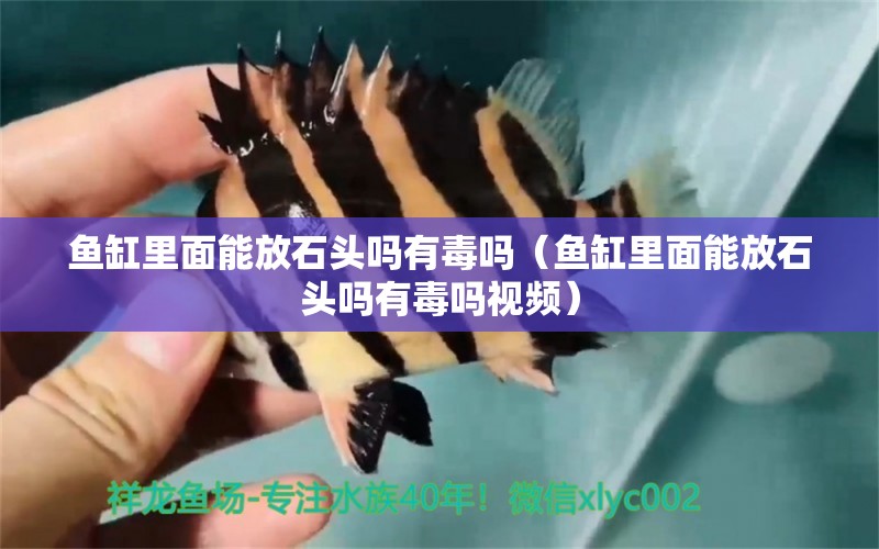 魚缸里面能放石頭嗎有毒嗎（魚缸里面能放石頭嗎有毒嗎視頻）