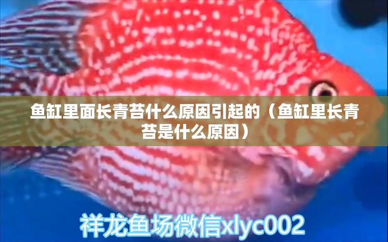 魚缸里面長青苔什么原因引起的（魚缸里長青苔是什么原因） 速倍妥魚糧魚藥