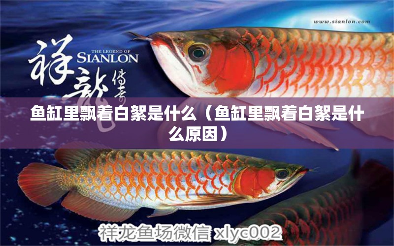 魚(yú)缸里飄著白絮是什么（魚(yú)缸里飄著白絮是什么原因） 帝王血鉆魚(yú)