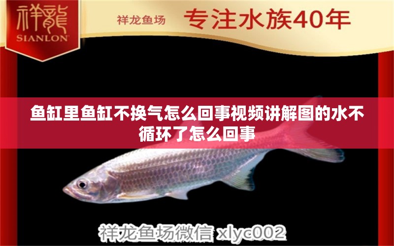 魚缸里魚缸不換氣怎么回事視頻講解圖的水不循環(huán)了怎么回事 委內(nèi)瑞拉奧里諾三間魚苗