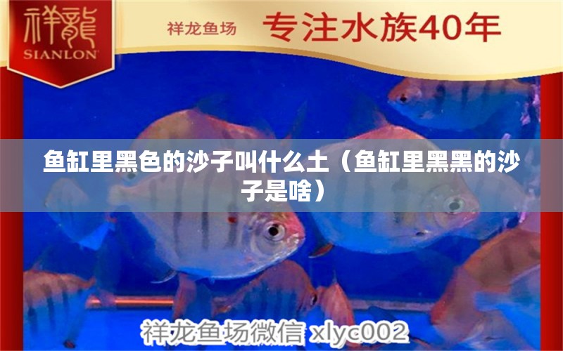 魚(yú)缸里黑色的沙子叫什么土（魚(yú)缸里黑黑的沙子是啥） 觀賞魚(yú)批發(fā)