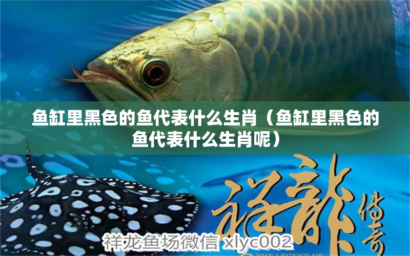 魚缸里黑色的魚代表什么生肖（魚缸里黑色的魚代表什么生肖呢） 白化火箭魚