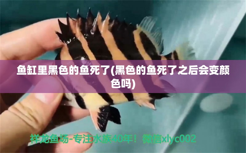 魚缸里黑色的魚死了(黑色的魚死了之后會(huì)變顏色嗎) 斑馬狗頭魚