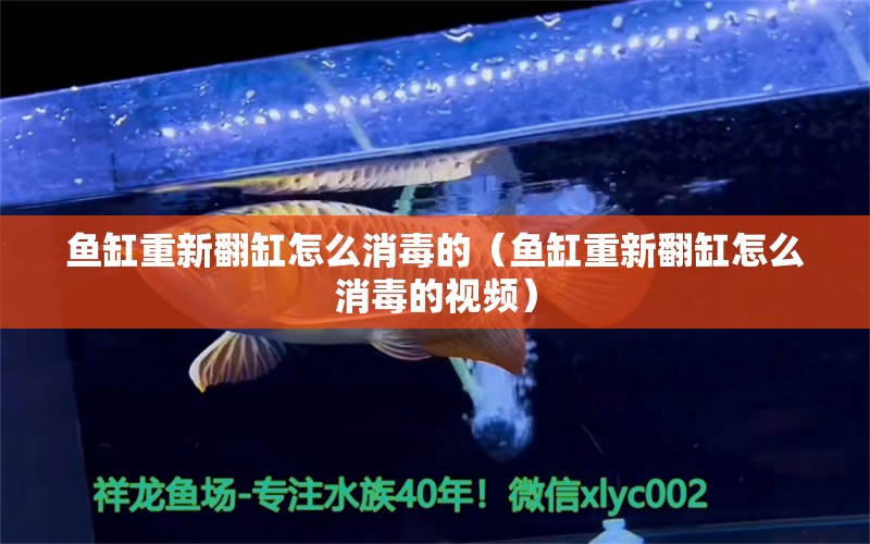 魚缸重新翻缸怎么消毒的（魚缸重新翻缸怎么消毒的視頻） 祥龍水族醫(yī)院