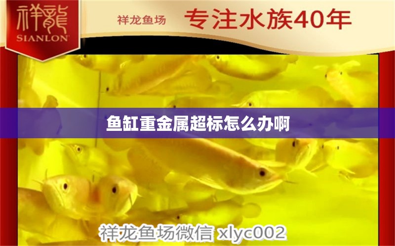 魚缸重金屬超標(biāo)怎么辦啊 水族問答 第1張