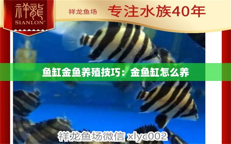 魚缸金魚養(yǎng)殖技巧：金魚缸怎么養(yǎng) 養(yǎng)魚的好處