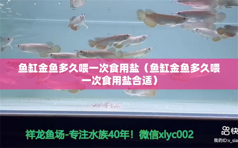 魚缸金魚多久喂一次食用鹽（魚缸金魚多久喂一次食用鹽合適）