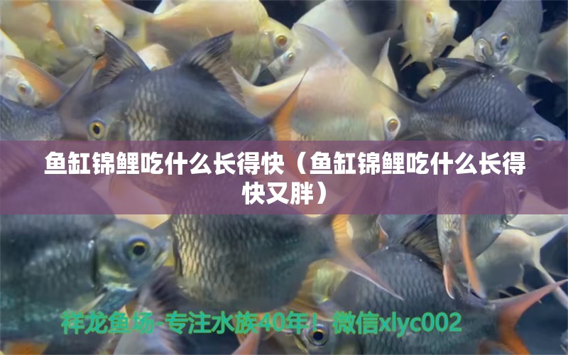 魚(yú)缸錦鯉吃什么長(zhǎng)得快（魚(yú)缸錦鯉吃什么長(zhǎng)得快又胖）