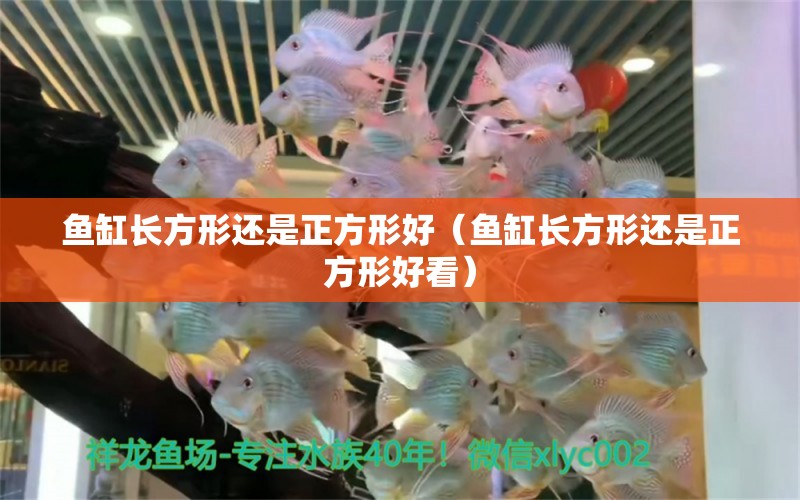 魚缸長方形還是正方形好（魚缸長方形還是正方形好看）