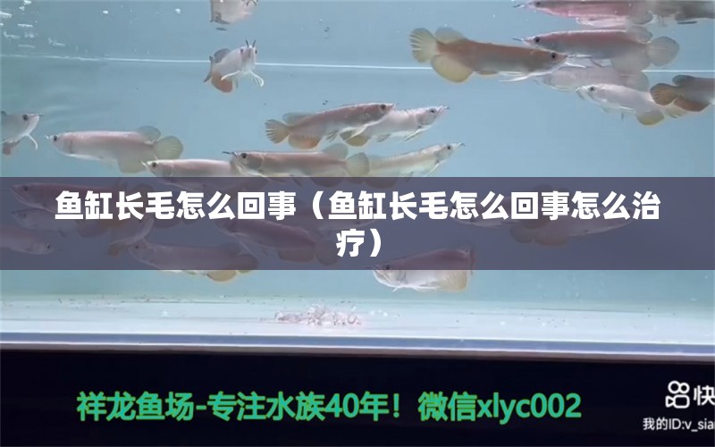 魚缸長毛怎么回事（魚缸長毛怎么回事怎么治療）