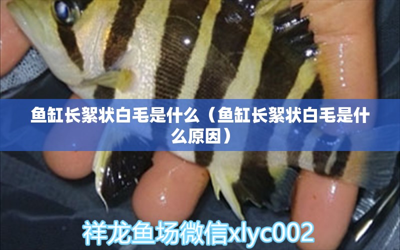 魚缸長絮狀白毛是什么（魚缸長絮狀白毛是什么原因） 其他品牌魚缸