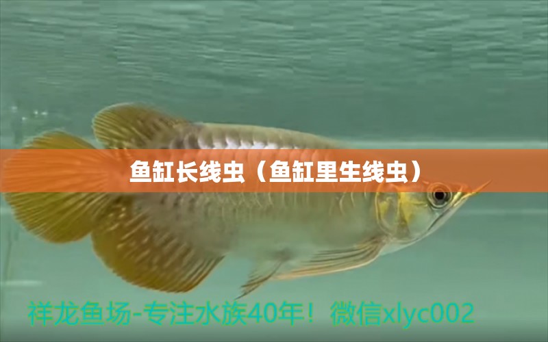 魚缸長線蟲（魚缸里生線蟲）