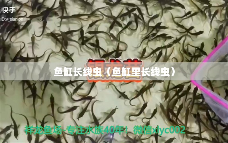 魚缸長線蟲（魚缸里長線蟲）