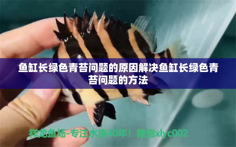 魚缸長綠色青苔問題的原因解決魚缸長綠色青苔問題的方法