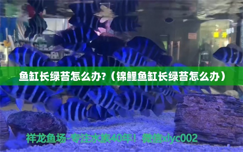 魚缸長綠苔怎么辦?（錦鯉魚缸長綠苔怎么辦） 祥龍水族醫(yī)院