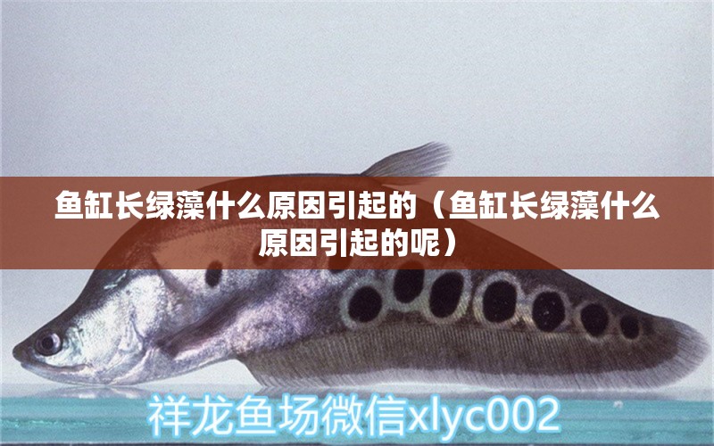 魚缸長(zhǎng)綠藻什么原因引起的（魚缸長(zhǎng)綠藻什么原因引起的呢） 新加坡號(hào)半紅龍魚（練手級(jí)紅龍魚）