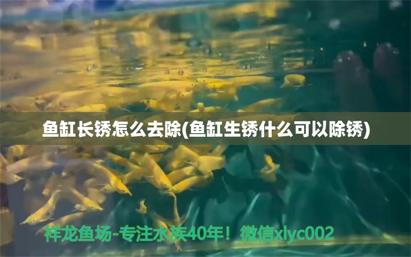 魚缸長銹怎么去除(魚缸生銹什么可以除銹) 飛鳳魚苗