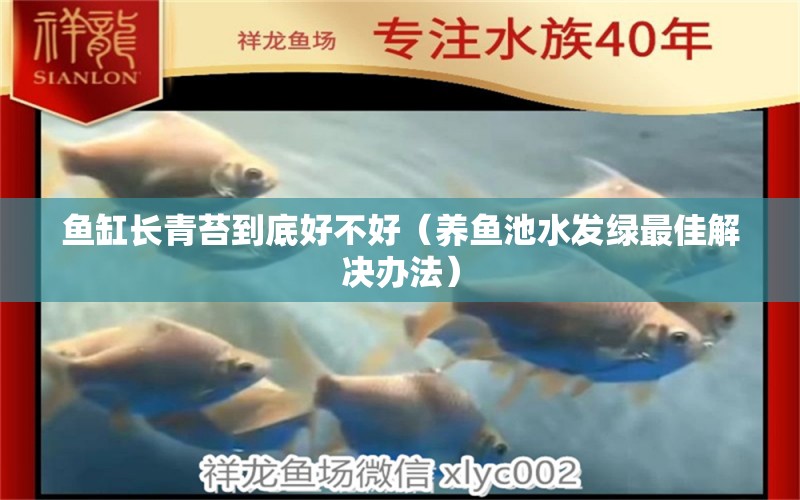 魚缸長青苔到底好不好（養(yǎng)魚池水發(fā)綠最佳解決辦法）