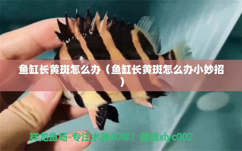 魚缸長黃斑怎么辦（魚缸長黃斑怎么辦小妙招） 祥龍水族醫(yī)院