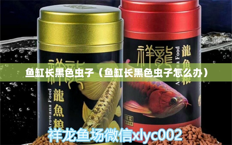 魚缸長黑色蟲子（魚缸長黑色蟲子怎么辦）