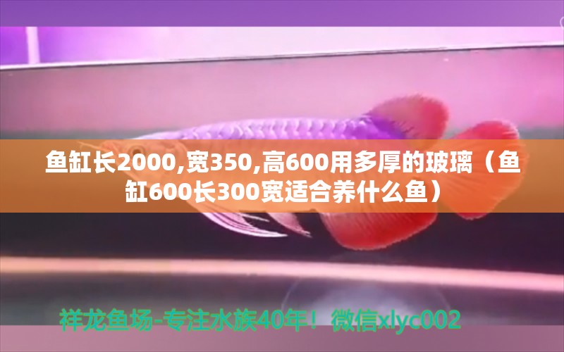 魚缸長2000,寬350,高600用多厚的玻璃（魚缸600長300寬適合養(yǎng)什么魚）