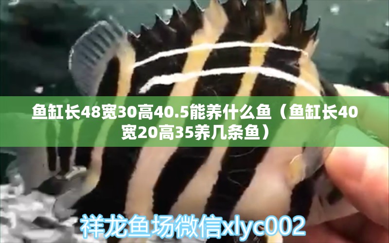 魚缸長48寬30高40.5能養(yǎng)什么魚（魚缸長40寬20高35養(yǎng)幾條魚） 祥龍魚場