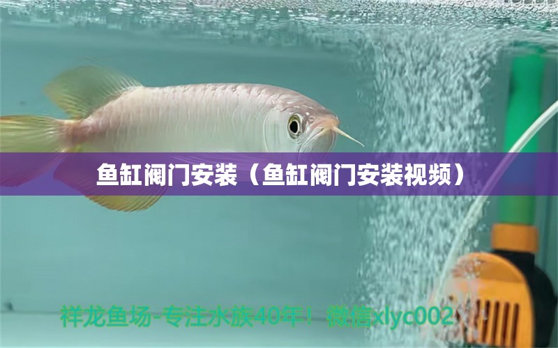 魚缸閥門安裝（魚缸閥門安裝視頻） 藍(lán)帆三間魚