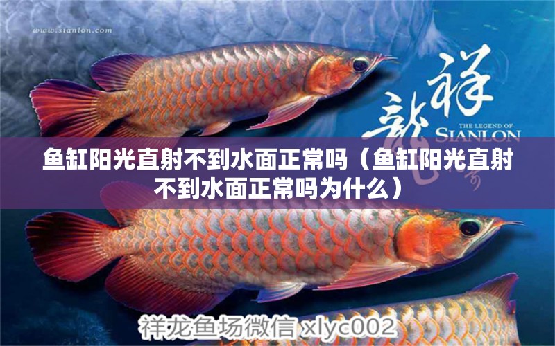 魚缸陽光直射不到水面正常嗎（魚缸陽光直射不到水面正常嗎為什么） 福虎/異型虎魚/純色虎魚