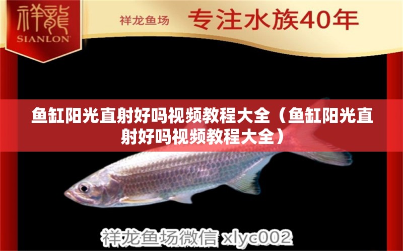 魚缸陽光直射好嗎視頻教程大全（魚缸陽光直射好嗎視頻教程大全）