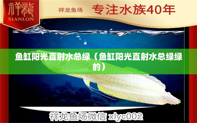 魚缸陽光直射水總綠（魚缸陽光直射水總綠綠的）