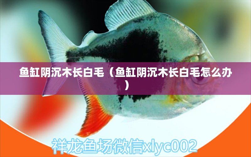 魚缸陰沉木長白毛（魚缸陰沉木長白毛怎么辦） 其他品牌魚缸