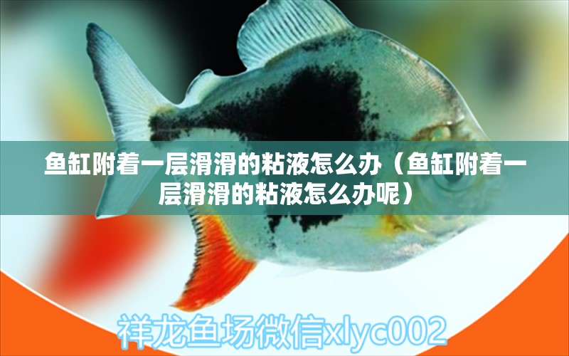 魚缸附著一層滑滑的粘液怎么辦（魚缸附著一層滑滑的粘液怎么辦呢）