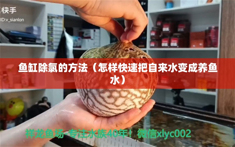 魚缸除氯的方法（怎樣快速把自來水變成養(yǎng)魚水） 鐵甲武士