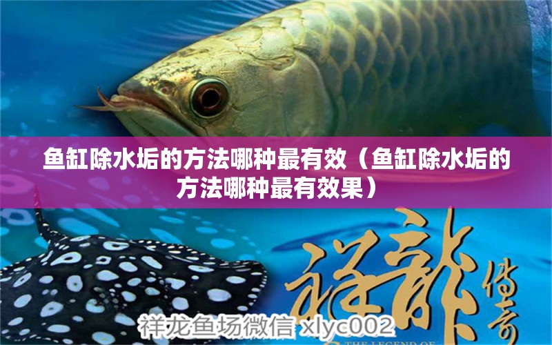 魚(yú)缸除水垢的方法哪種最有效（魚(yú)缸除水垢的方法哪種最有效果）