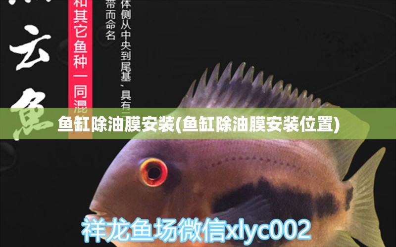 魚缸除油膜安裝(魚缸除油膜安裝位置) 飛鳳魚苗