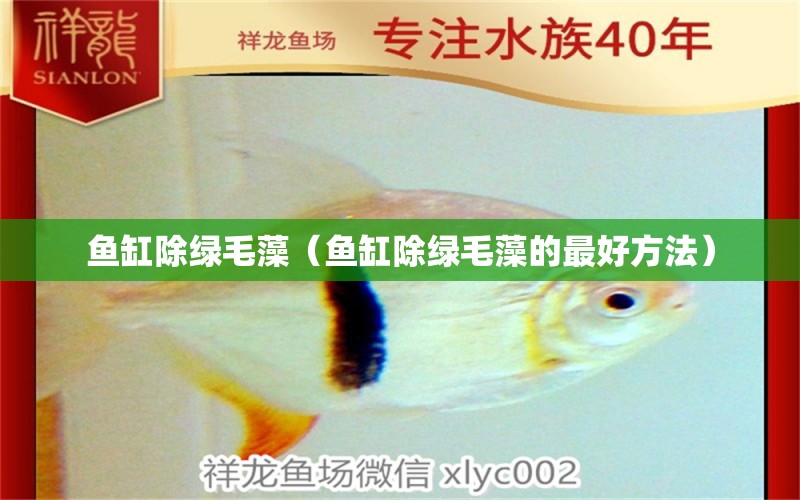 魚缸除綠毛藻（魚缸除綠毛藻的最好方法）